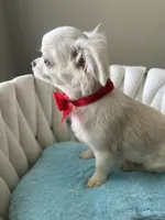 Bruno, a male Chihuahua for sale in Riverside, CA – 7 of 7