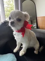 Bruno, a male Chihuahua for sale in Riverside, CA – 2 of 7