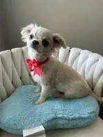 Bruno, a male Chihuahua for sale in Riverside, CA – 3 of 7