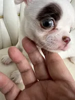 Pixi, a female Chihuahua for sale in Riverside, CA – Photo 3 of 4