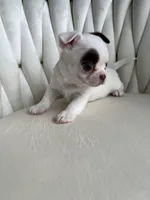 Pixi, a female Chihuahua for sale in Riverside, CA – Photo 1 of 4