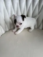 Pixi, a female Chihuahua for sale in Riverside, CA – Photo 2 of 4