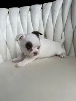 Pixi, a female Chihuahua for sale in Riverside, CA – Photo 4 of 4