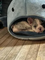 Jun jun , a male English Bulldog and French Bulldog for sale in Middlesex, NJ – Photo 4 of 6