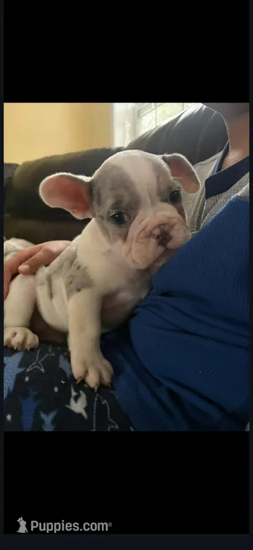 Jun jun  – English Bulldog, French Bulldog puppy for sale in Middlesex, NJ