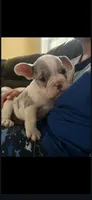 Jun jun , a male English Bulldog and French Bulldog for sale in Middlesex, NJ – Photo 1 of 6
