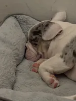 Jun jun , a male English Bulldog and French Bulldog for sale in Middlesex, NJ – Photo 3 of 6