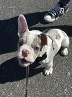 Jun jun , a male English Bulldog and French Bulldog for sale in Middlesex, NJ – Photo 6 of 6