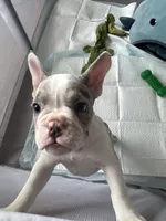 Jun jun , a male English Bulldog and French Bulldog for sale in Middlesex, NJ – Photo 5 of 6