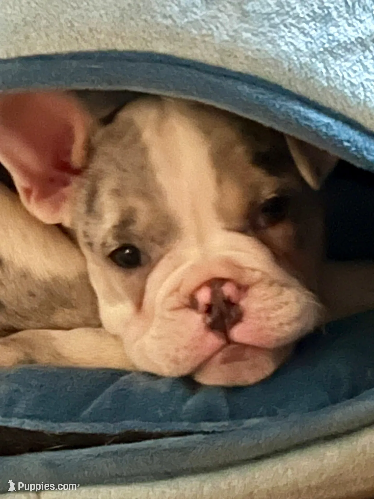 Jun jun , a male English Bulldog and French Bulldog for sale in Middlesex, NJ – Photo 2 of 6