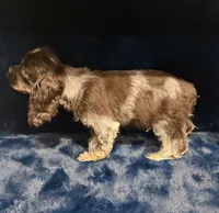 Austin , a male Cocker Spaniel for sale in Phoenix, AZ – 2 of 5