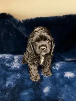 Ace, a male Cocker Spaniel for sale in Phoenix, AZ – 2 of 3