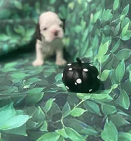 Hazel, a female Cocker Spaniel for sale in Phoenix, AZ – Photo 1 of 4