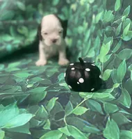 Hazel, a female Cocker Spaniel for sale in Phoenix, AZ – Photo 3 of 4