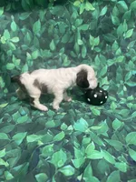 Hazel, a female Cocker Spaniel for sale in Phoenix, AZ – Photo 2 of 4