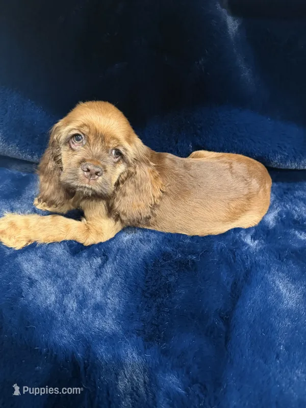 Charming – Cocker Spaniel puppy for sale in Phoenix, AZ