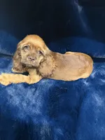 Charming, a male Cocker Spaniel for sale in Phoenix, AZ – 1 of 5