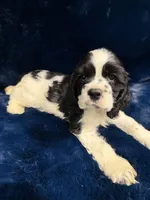 Archie, a male Cocker Spaniel for sale in Phoenix, AZ – 3 of 3
