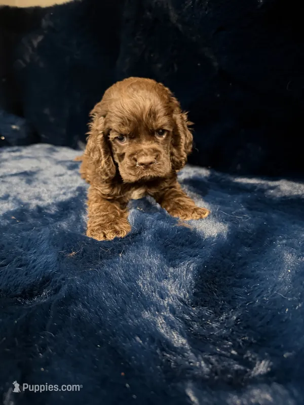 Godiva – Cocker Spaniel puppy for sale in Phoenix, AZ