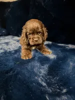 Godiva, a female Cocker Spaniel for sale in Phoenix, AZ – 1 of 2