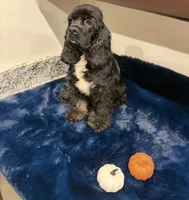 Axel , a male Cocker Spaniel for sale in Phoenix, AZ – 4 of 4