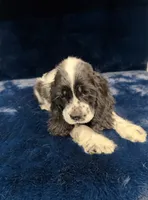Aladdin, a male Cocker Spaniel for sale in Phoenix, AZ – 5 of 5