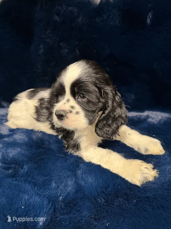 Archie – Cocker Spaniel puppy for sale in Phoenix, AZ