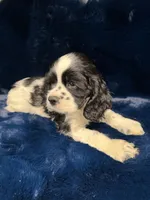 Archie, a male Cocker Spaniel for sale in Phoenix, AZ – 1 of 3