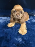 Charming, a male Cocker Spaniel for sale in Phoenix, AZ – 3 of 5