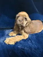 Charming, a male Cocker Spaniel for sale in Phoenix, AZ – 2 of 5