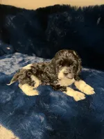 Audrey , a female Cocker Spaniel for sale in Phoenix, AZ – 2 of 2