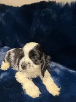 Athena, a female Cocker Spaniel for sale in Phoenix, AZ – 2 of 2