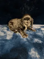 Angel, a female Cocker Spaniel for sale in Phoenix, AZ – 4 of 4