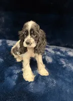 Aladdin, a male Cocker Spaniel for sale in Phoenix, AZ – 4 of 5