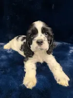 Archie, a male Cocker Spaniel for sale in Phoenix, AZ – 2 of 3