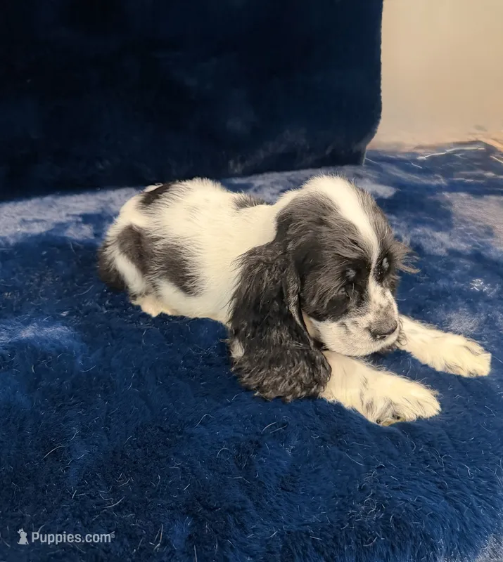 Aladdin – Cocker Spaniel puppy for sale in Phoenix, AZ