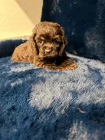 Hershey, a male Cocker Spaniel for sale in Phoenix, AZ – 2 of 3