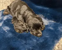 Axel , a male Cocker Spaniel for sale in Phoenix, AZ – 3 of 4