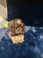 Austin , a male Cocker Spaniel for sale in Phoenix, AZ – 5 of 5