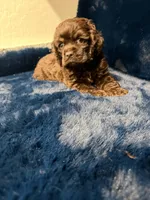 Hershey, a male Cocker Spaniel for sale in Phoenix, AZ – 1 of 3