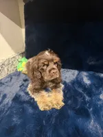 Austin , a male Cocker Spaniel for sale in Phoenix, AZ – 3 of 5