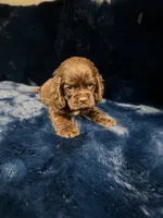 Godiva, a female Cocker Spaniel for sale in Phoenix, AZ – 2 of 2