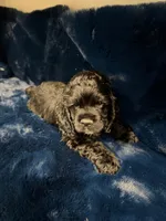 Ace, a male Cocker Spaniel for sale in Phoenix, AZ – 3 of 3