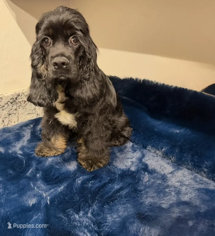 Axel  – Cocker Spaniel puppy for sale in Phoenix, AZ
