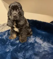 Axel , a male Cocker Spaniel for sale in Phoenix, AZ – 1 of 4