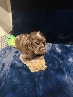 Austin , a male Cocker Spaniel for sale in Phoenix, AZ – 4 of 5