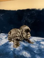 Angel, a female Cocker Spaniel for sale in Phoenix, AZ – 2 of 4