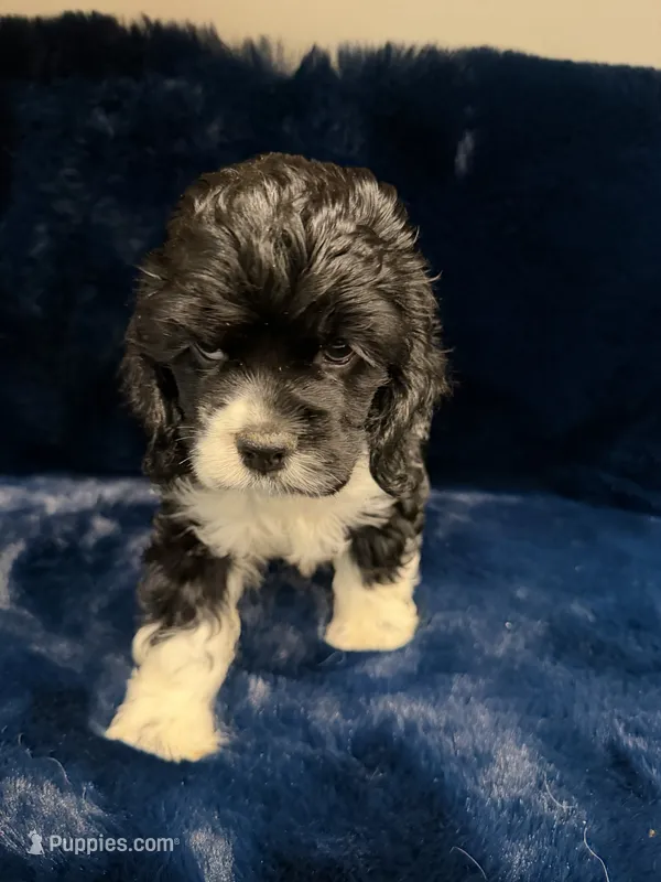 Audrey  – Cocker Spaniel puppy for sale in Phoenix, AZ