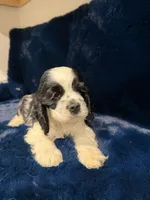 Athena, a female Cocker Spaniel for sale in Phoenix, AZ – 1 of 2