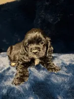Angel, a female Cocker Spaniel for sale in Phoenix, AZ – 3 of 4